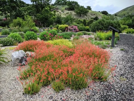 Wintergreen Horticulture Arboriculture Logo