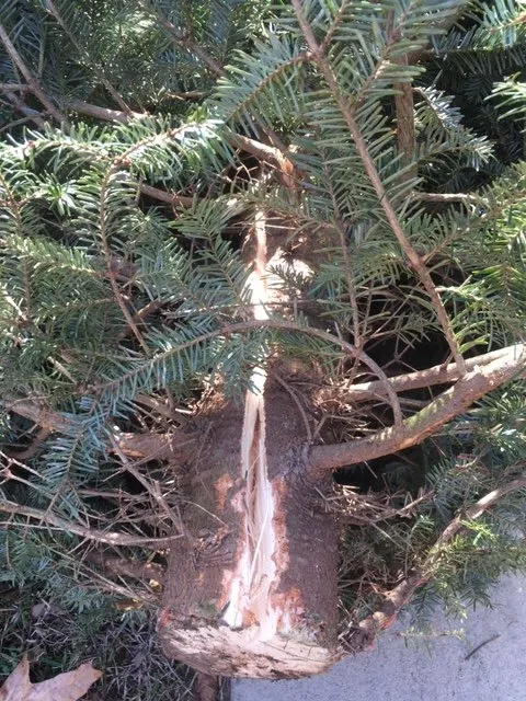 Local lawn care service in Waldorf, MD - Wintergreen Landscape Nursery