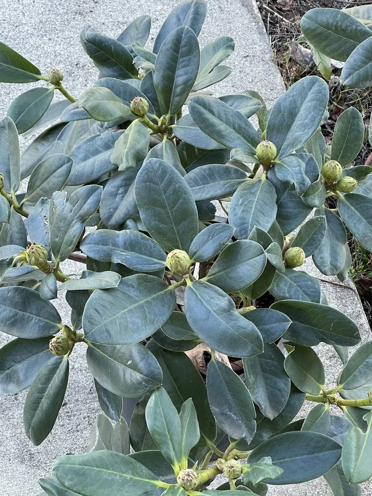 Reliable landscaping services in Winston, OR - Wintergreen Nursery