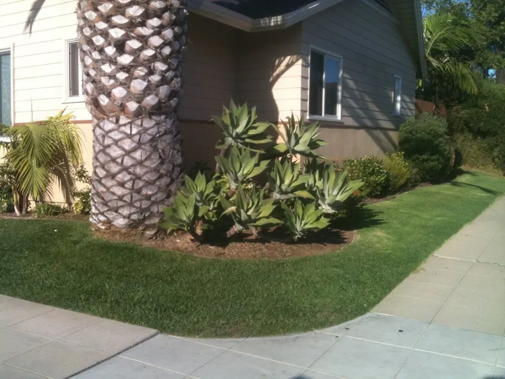 Top-rated landscape installation in Lemon Grove, CA - Winters Lawn Maintenance