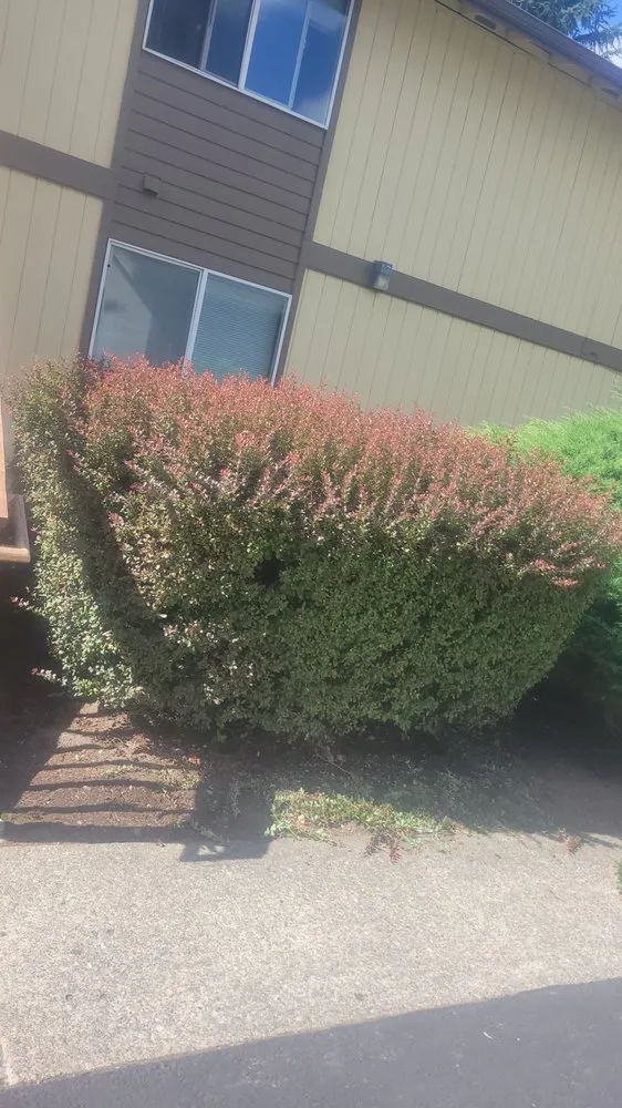 Reliable residential landscaping experts serving Longview, WA - Wipplingers Lawn In Order