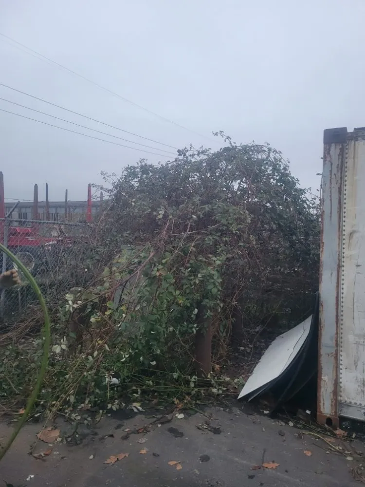 Local yard cleanup service for year-round maintenance across Longview, WA - Wipplingers Lawn In Order