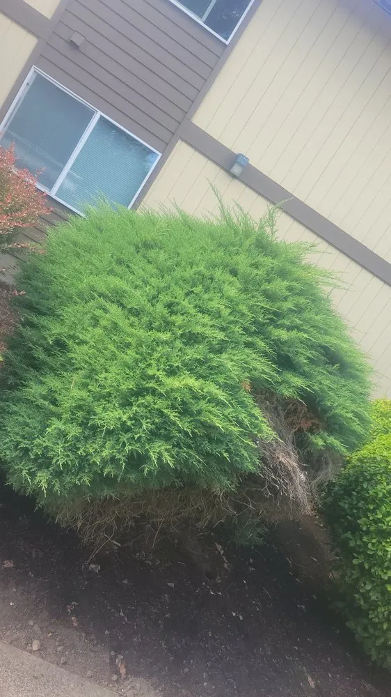 Expert landscape design for beautiful yards across Longview, WA - Wipplingers Lawn In Order