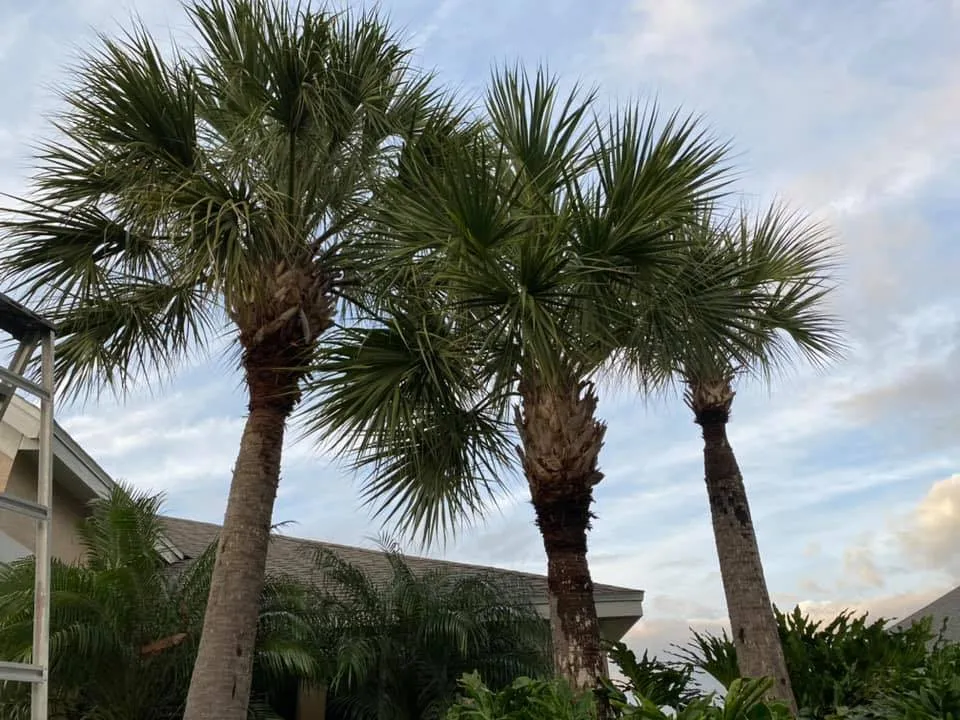 Local landscaping services with custom design in Winter Garden, FL by Wisdom Landscaping Service