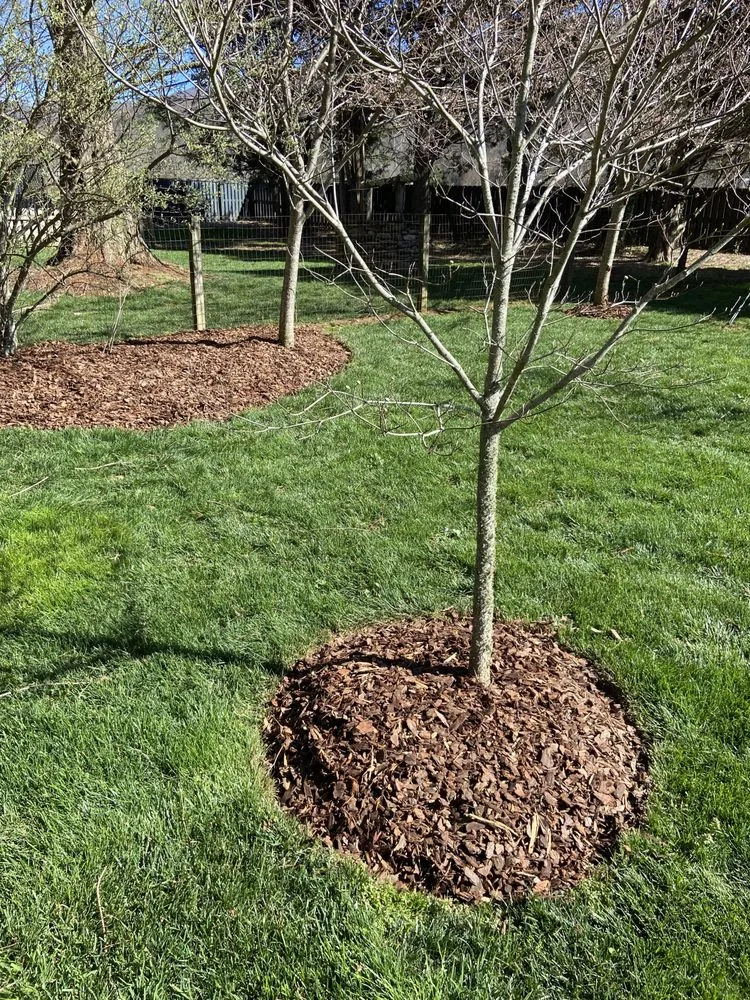 Custom yard maintenance for residential properties across Candler, NC - Wise Choice Lawn Care & Landscaping