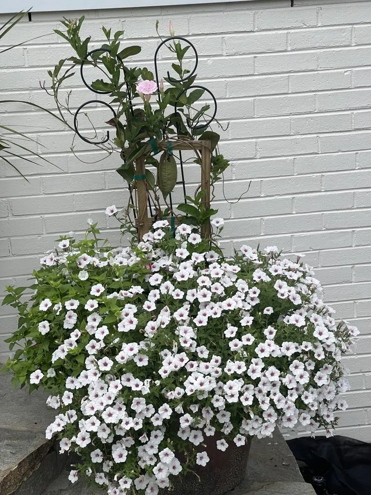 Top-rated landscape design for beautiful yards across Richmond, VA - Wise Landscapes