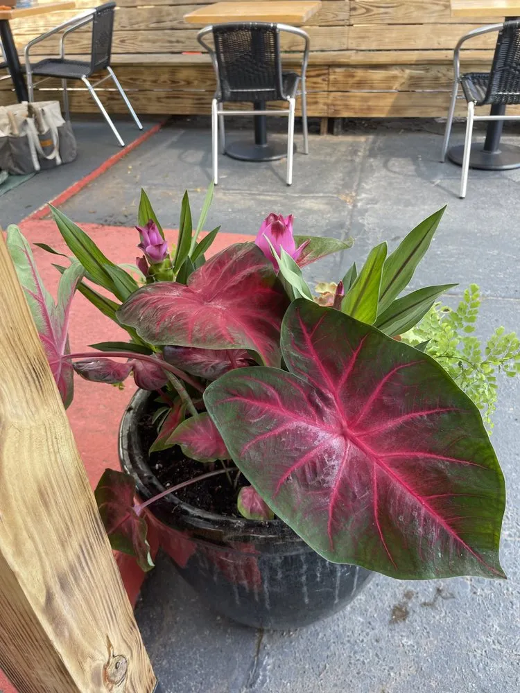 Professional lawn mowing service with custom design in Richmond, VA by Wise Landscapes