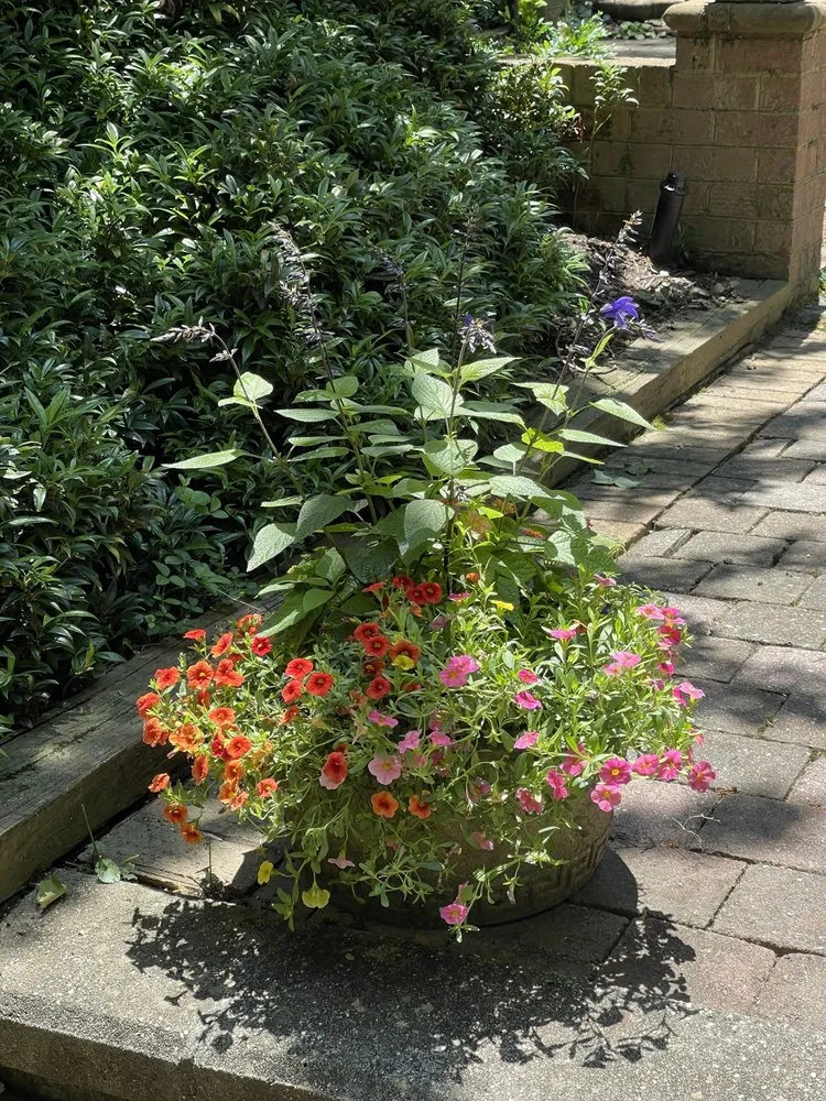 Top-rated yard cleanup service for year-round maintenance across Richmond, VA - Wise Landscapes