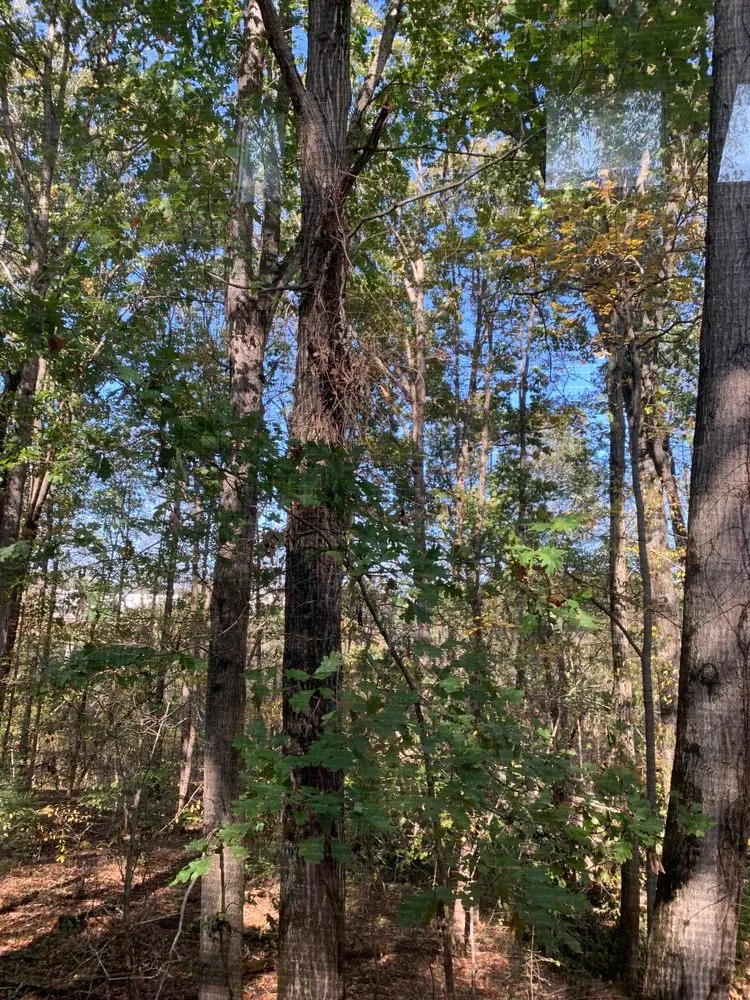 Expert residential landscaping experts serving Hildebran, NC - Wise Tree Service