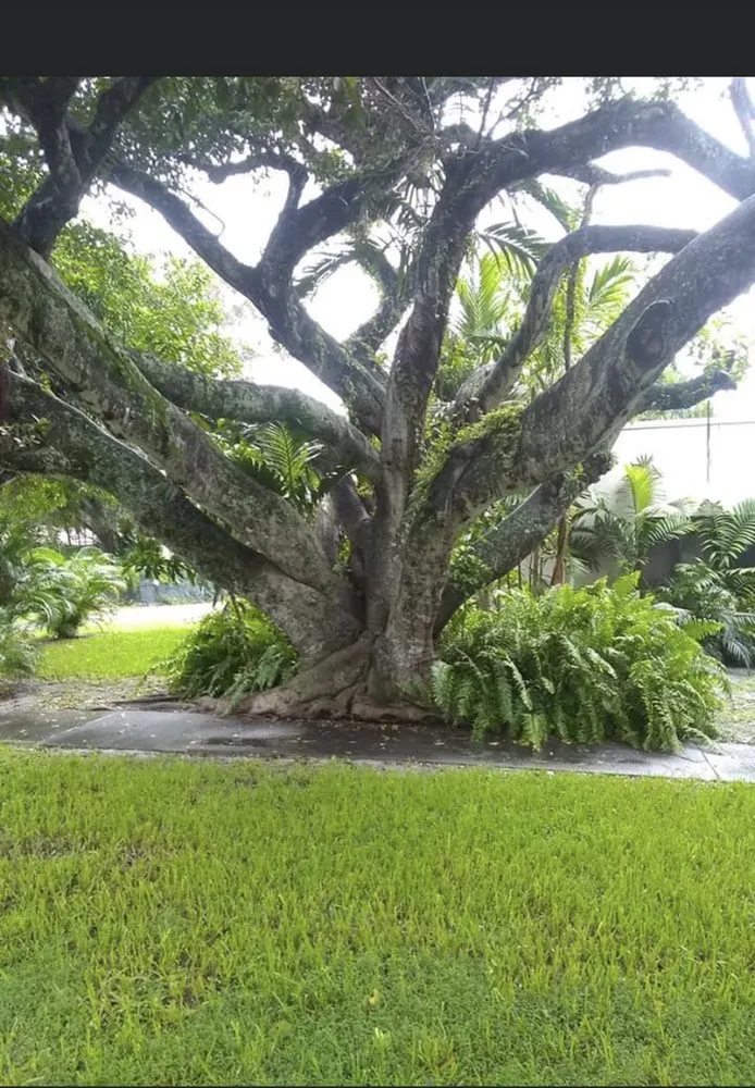 Top-rated landscaping services with custom design across Pace, FL - Wisemen Tree Company