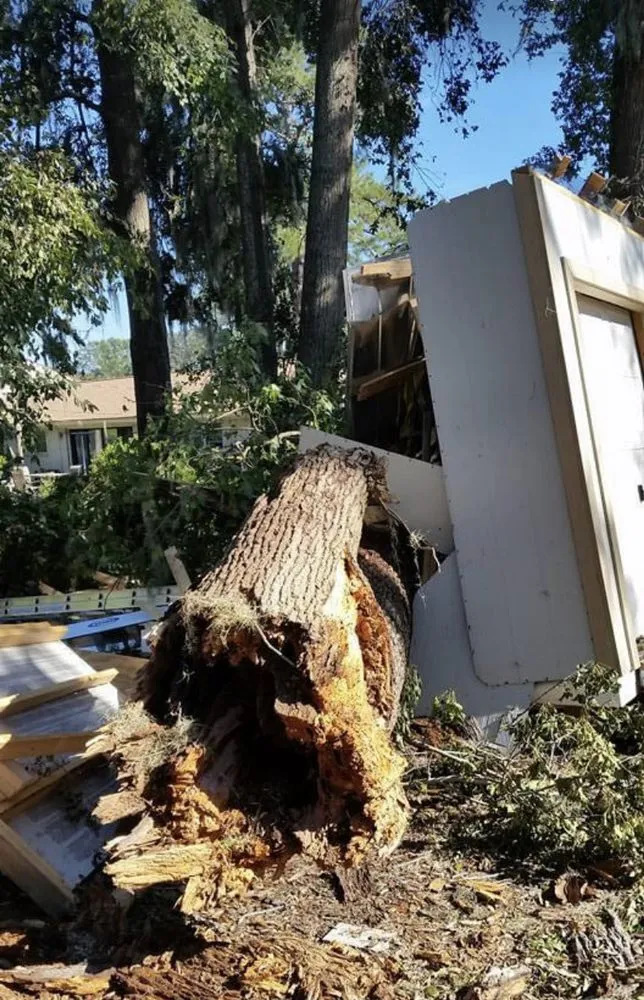 Trusted residential landscaping experts serving Pace, FL - Wisemen Tree Company