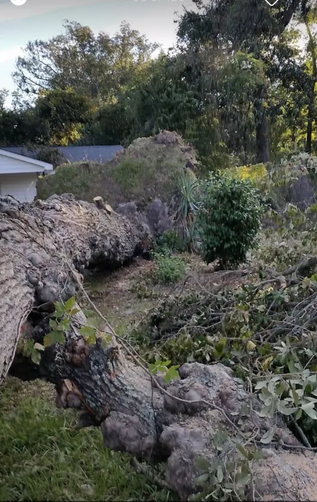Top-rated landscape installation with custom design in Pace, FL by Wisemen Tree Company