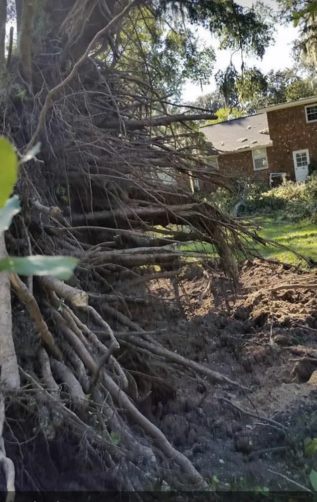 Reliable landscape installation near you across Pace, FL - Wisemen Tree Company