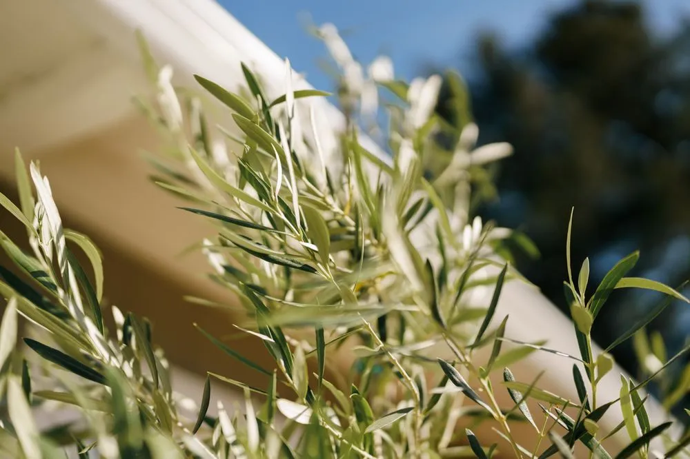 Custom yard cleanup service in Los Angeles, CA - Wiser Contractor