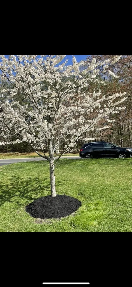 Local residential landscaping in Lothian, MD - Wiseview Landscaping