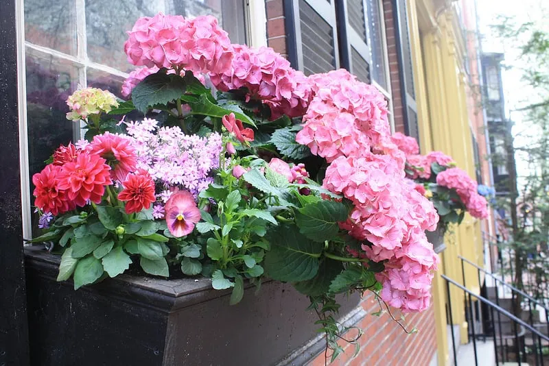 Expert landscaping services in Boston, MA - Wisteria & Rose