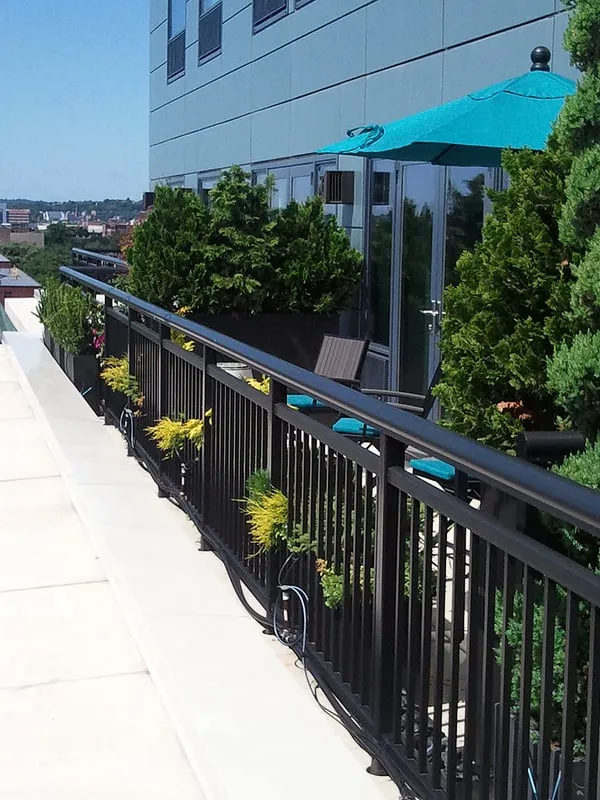 Expert landscape installation in Boston, MA - Wisteria & Rose