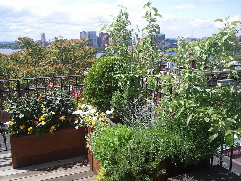 Trusted landscaping services in Boston, MA by Wisteria & Rose