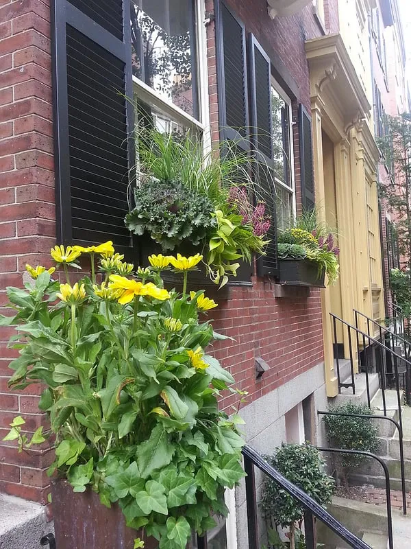 Local lawn care service with custom design across Boston, MA - Wisteria & Rose