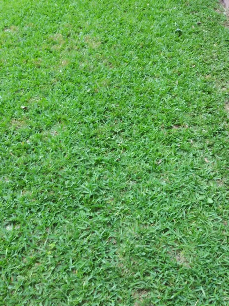 Expert landscape design near you in DeSoto, TX by Wita Lawn Services