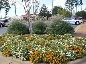 Affordable residential landscaping in Albany, GA - With Perfection Inc Landscape Management