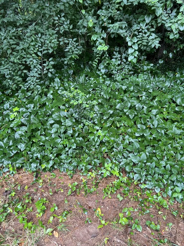 Top-rated garden landscaping experts serving Kennesaw, GA - Withered Vines