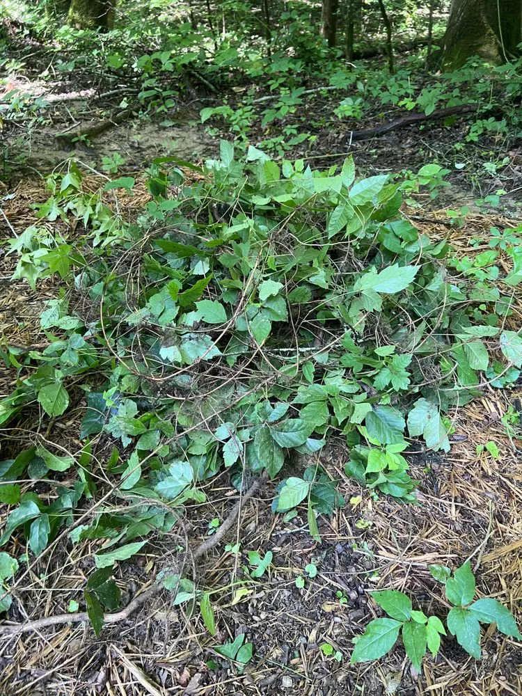 Custom landscape installation experts serving Kennesaw, GA - Withered Vines