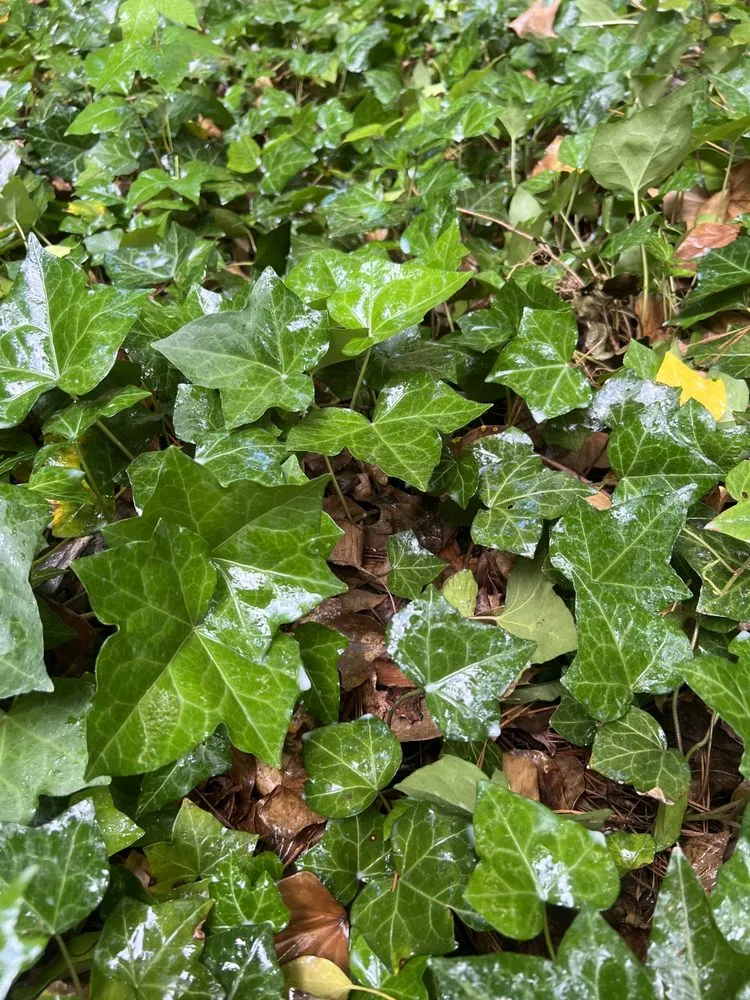 Affordable residential landscaping experts serving Kennesaw, GA - Withered Vines