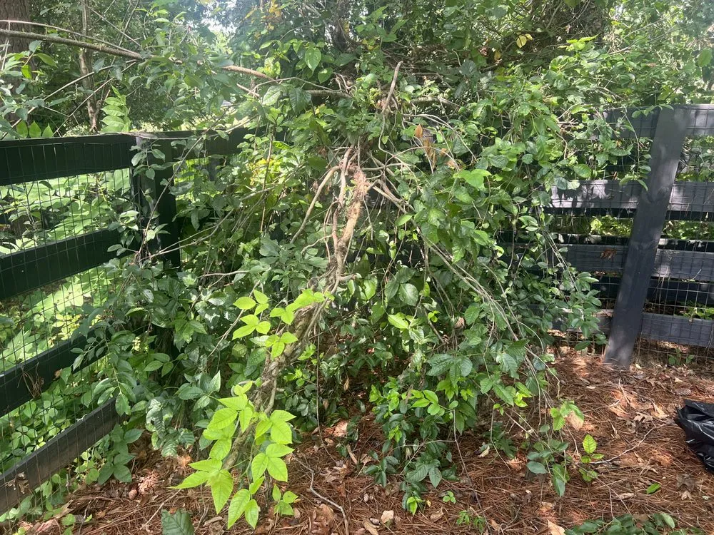 Top-rated garden landscaping for outdoor upgrades across Kennesaw, GA - Withered Vines