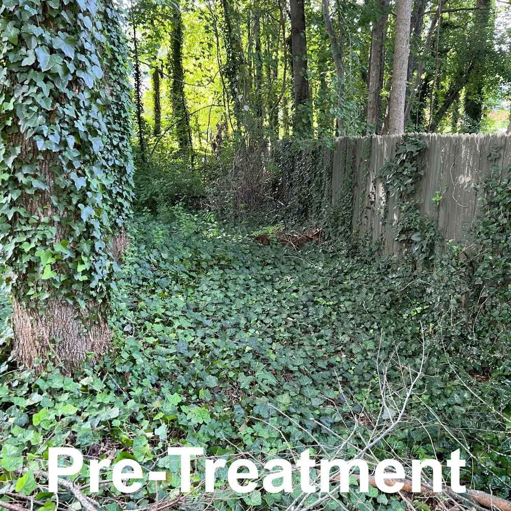 Reliable lawn care service experts serving Kennesaw, GA - Withered Vines