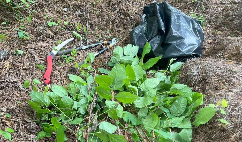 Top-rated lawn mowing service experts serving Kennesaw, GA - Withered Vines