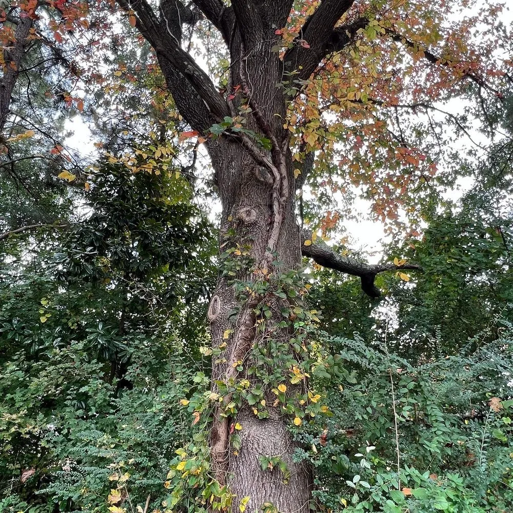 Expert garden landscaping in Kennesaw, GA by Withered Vines