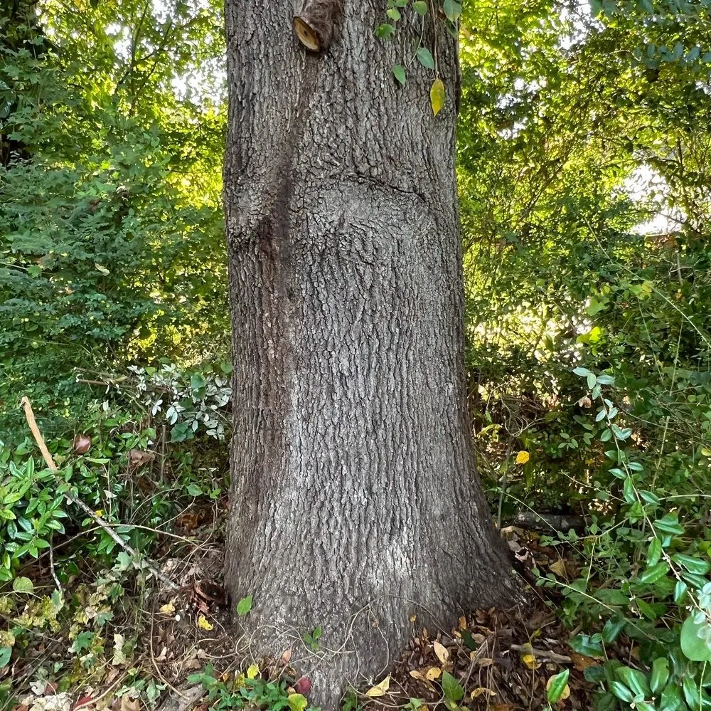 Affordable yard maintenance in Kennesaw, GA - Withered Vines