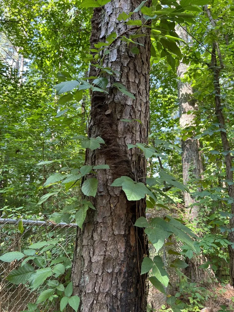 Expert landscape installation in Kennesaw, GA by Withered Vines