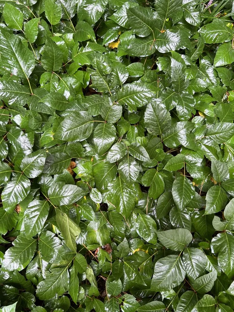 Trusted landscape installation in Kennesaw, GA - Withered Vines