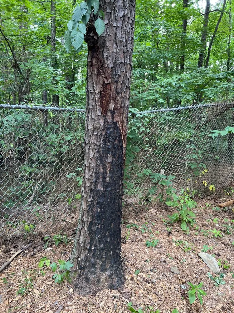 Reliable lawn care service in Kennesaw, GA by Withered Vines