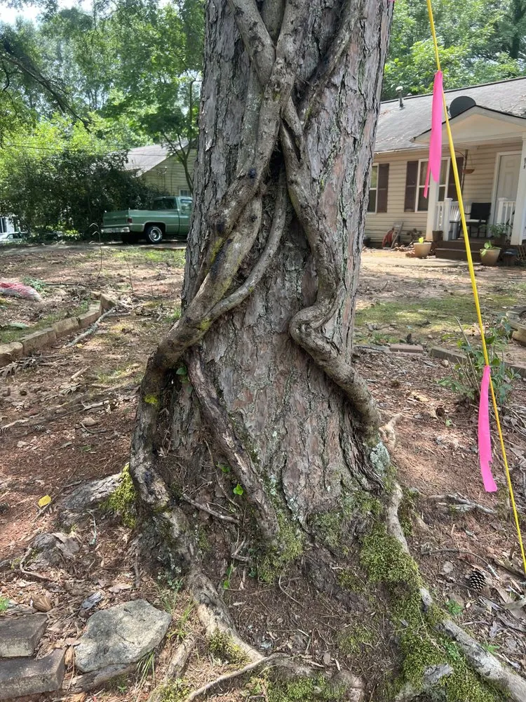 Expert yard cleanup service in Kennesaw, GA - Withered Vines