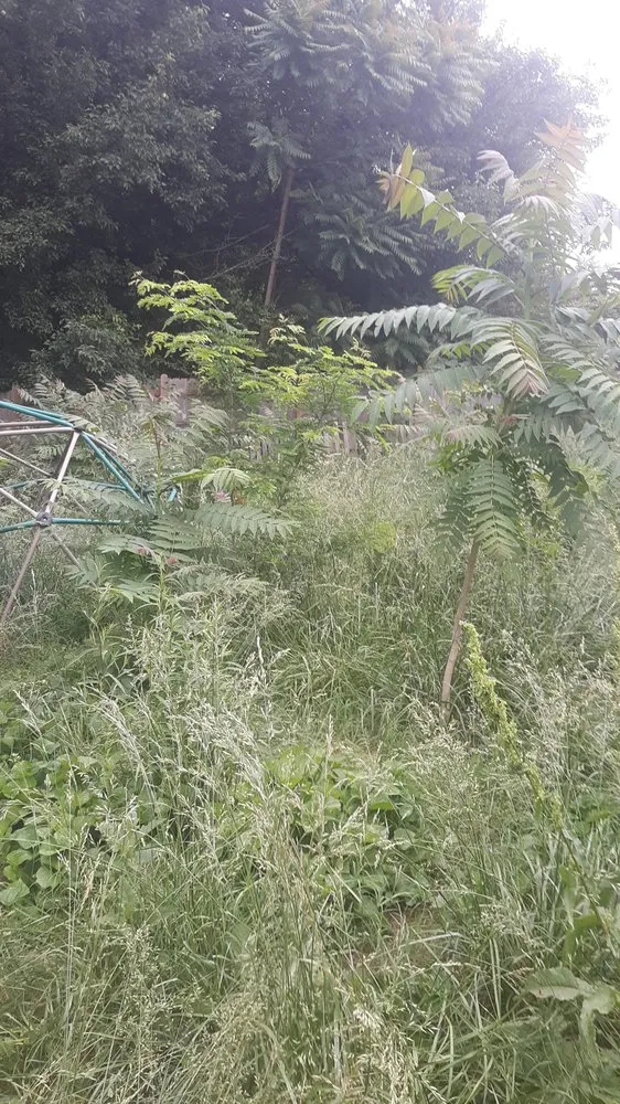 Reliable yard maintenance in Ruffin, NC - Withers and Associates Maintenance