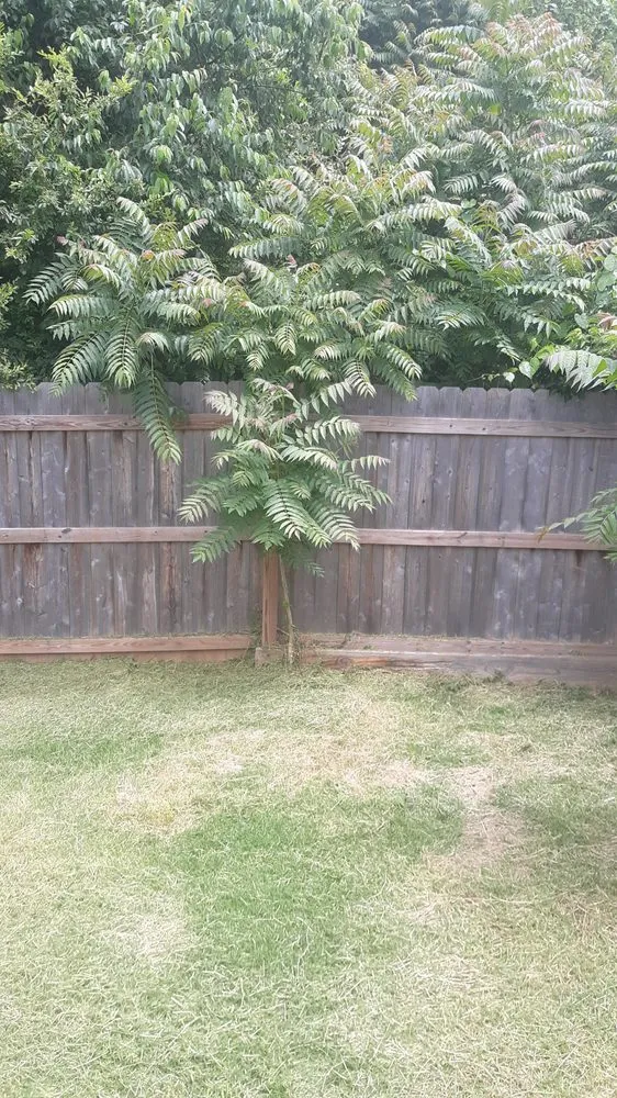 Top-rated garden landscaping in Ruffin, NC by Withers and Associates Maintenance