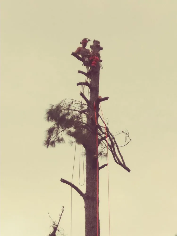 Reliable landscaping services for beautiful yards in Kingsland, GA by Without Compare Lawn & Tree Care