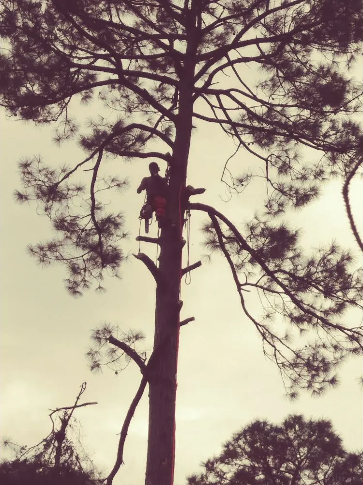 Professional outdoor landscaping for residential properties across Kingsland, GA - Without Compare Lawn & Tree Care