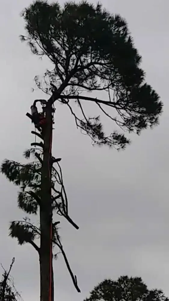 Local landscaping services in Kingsland, GA - Without Compare Lawn & Tree Care