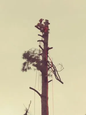 Without Compare Lawn & Tree Care Logo