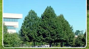 Trusted outdoor landscaping in Palm Bay, FL - Withrow's Lawn Tree