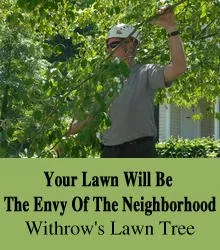 Local yard maintenance in Palm Bay, FL - Withrow's Lawn Tree