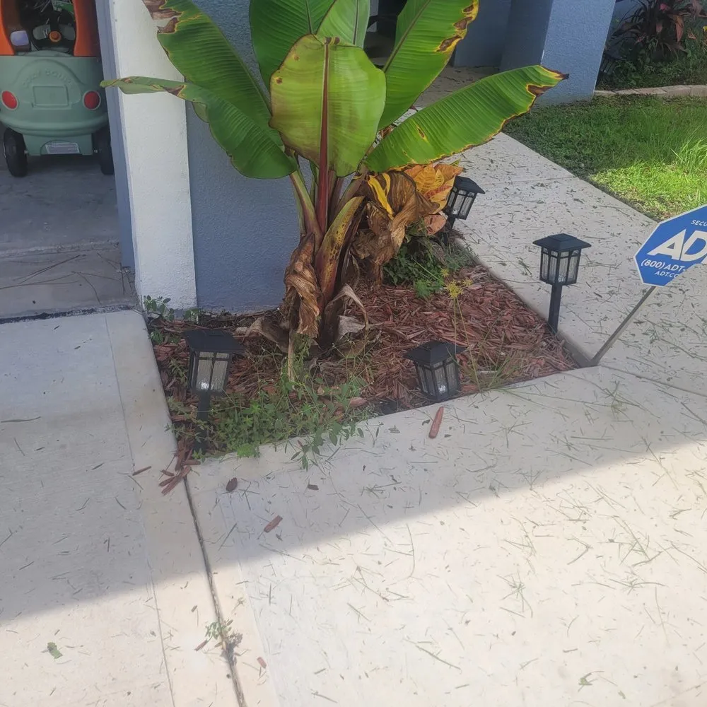 Affordable yard maintenance in Palm Bay, FL - Withrow's Lawn Tree