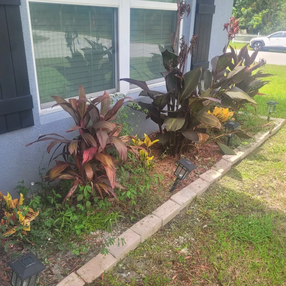 Local landscape installation in Palm Bay, FL - Withrow's Lawn Tree