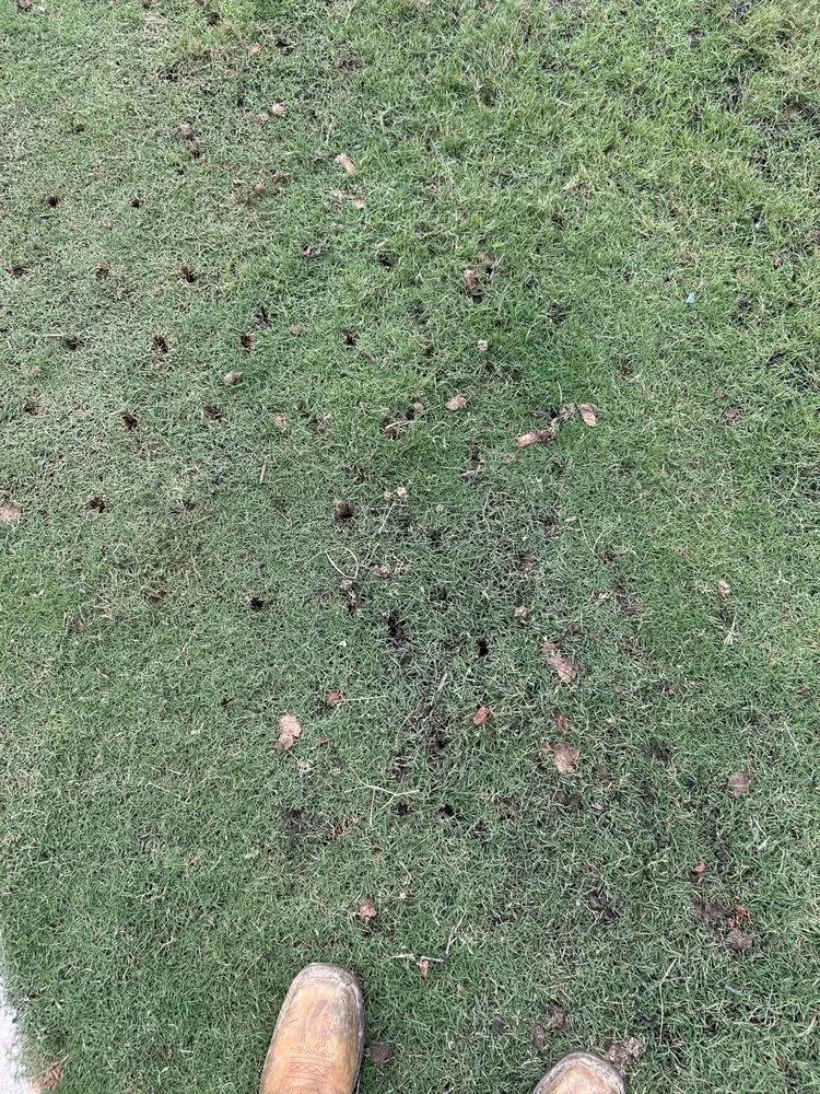 Professional garden landscaping for year-round maintenance across Waxhaw, NC - Witt Outdoor Services