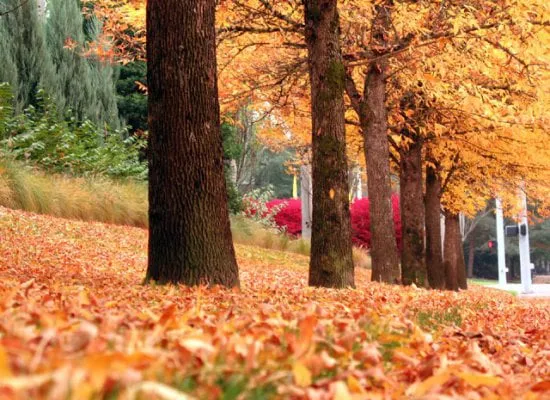 Affordable landscape design for residential properties in Elk River, MN by Wizard Lawn Service and Snow Plowing, LLC