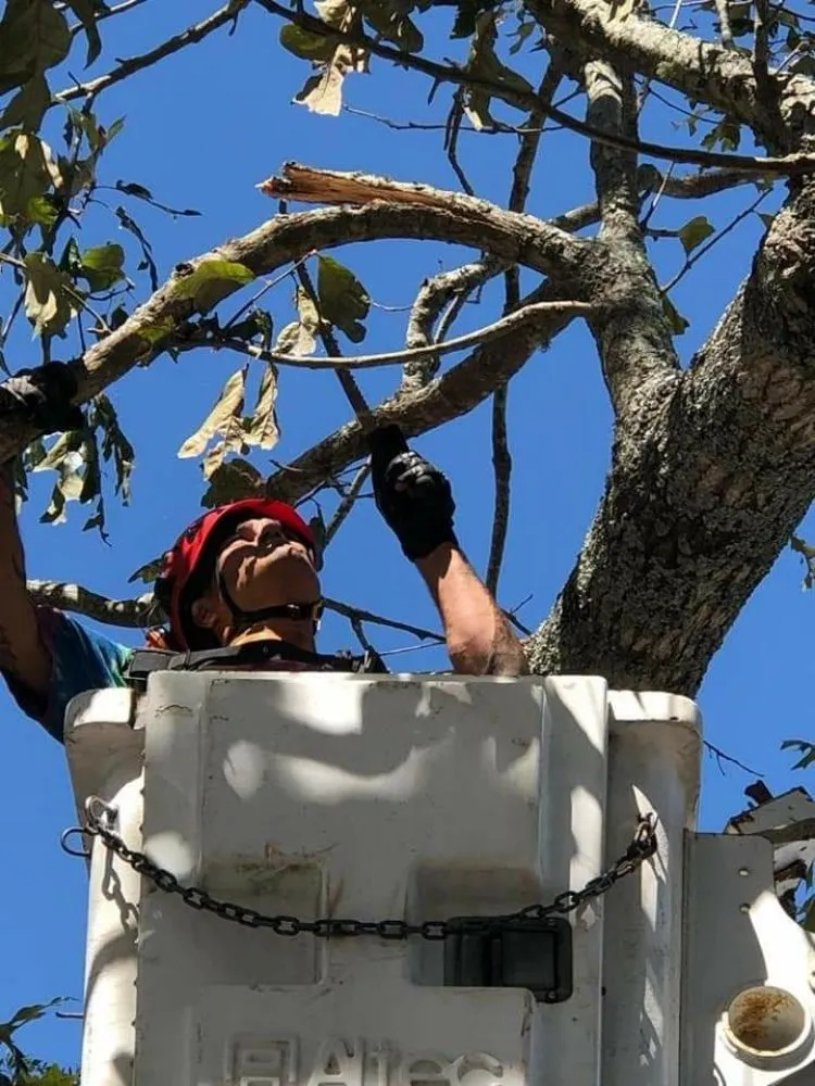 Top-rated lawn mowing service experts serving Myrtle Beach, SC - Wize Apostles Home Services